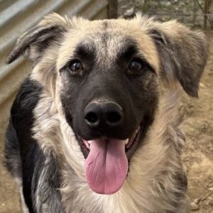 Anakin – geb. ca. 03/2025