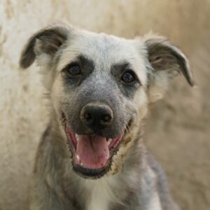 Anakin – geb. ca. 03/2025