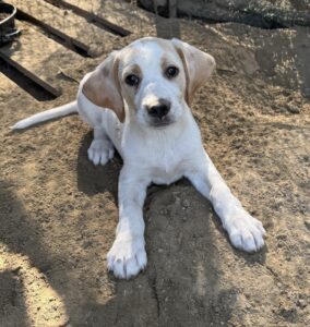 Athena – geb. ca. 03/2025