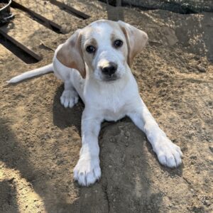 Athena – geb. ca. 03/2025