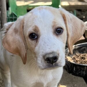 Athena – geb. ca. 03/2025