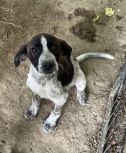 Babsi – geb. ca. 03/2025