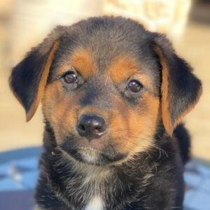 Edira – geb. ca. 04/2025