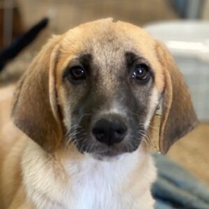 Electra – geb. ca. 03/3025