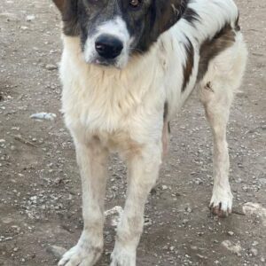 Evans – geb. ca. 04/2025