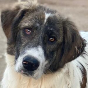 Evans – geb. ca. 04/2025