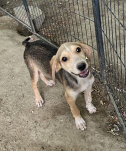 Flynn – geb. ca. 03/2025
