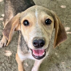 Flynn – geb. ca. 03/2025