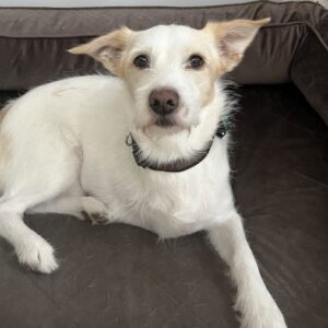 Frex – geb. ca. 07/2022 – 52064 Aachen