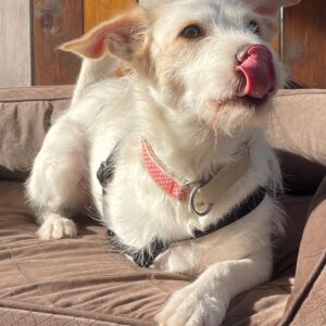 Frex – geb. ca. 07/2022 – 79650 Schopfheim