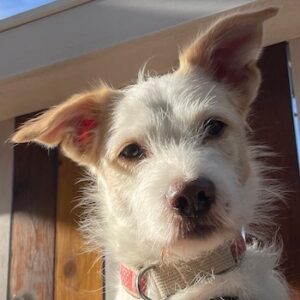 Frex – geb. ca. 07/2022 – 79650 Schopfheim