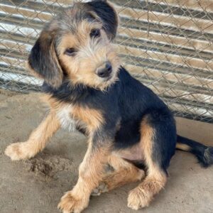 Ginna – geb. ca. 04/2025