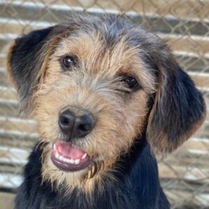 Ginna – geb. ca. 04/2025