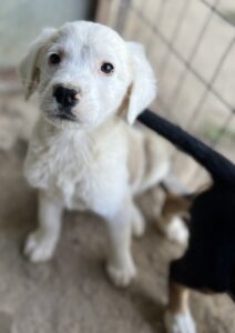 Havoc – geb. ca. 03/2025