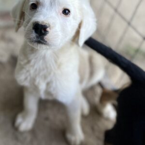 Havoc – geb. ca. 03/2025