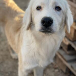 Havoc – geb. ca. 03/2025 – reserviert