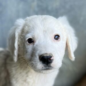 Havoc – geb. ca. 03/2025