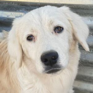 Havoc – geb. ca. 03/2025 – reserviert