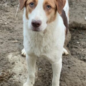 Herkos – geb. ca. 01/2025