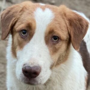 Herkos – geb. ca. 01/2025