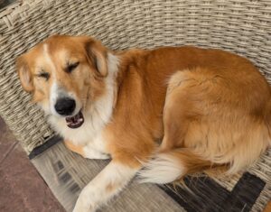 Kira – geb. ca. 09/2021