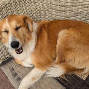 Kira – geb. ca. 09/2021