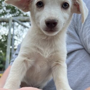 Lia – geb. ca. 04/2025