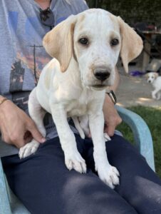 Lila – geb. ca. 03/2025