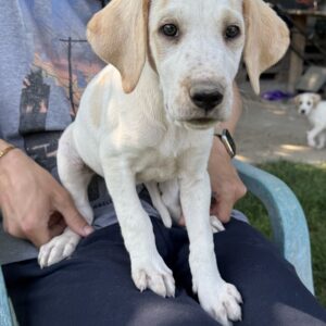 Lila – geb. ca. 03/2025