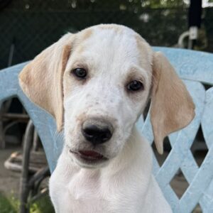 Lila – geb. ca. 03/2025