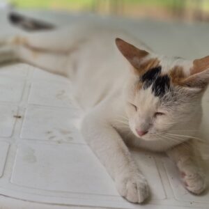 Lucia – geb. ca. 08/2024