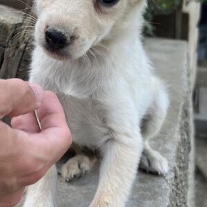 Malo – geb. ca. 04/2025