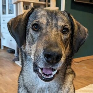 Mary-Kate – geb. ca. 08/2021 – 53773 Hennef