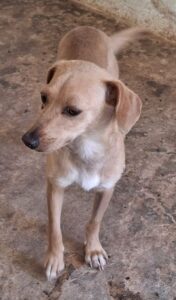 Merle – geb. ca. 10/2023