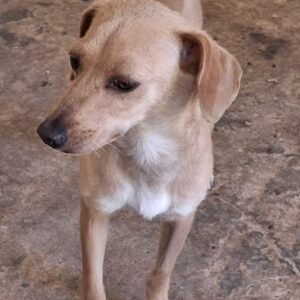 Merle – geb. ca. 10/2023 – 48291 Telgte