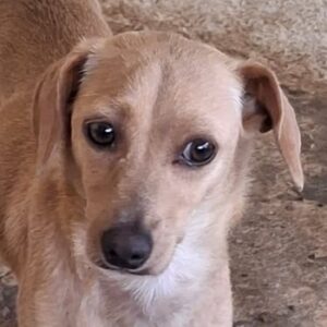 Merle – geb. ca. 10/2023