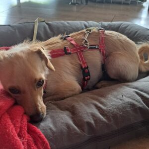 Mila – geb. ca. 06/2023 – 53940 Hellenthal