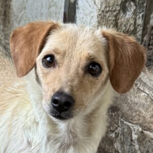 Mila – geb. ca. 06/2023