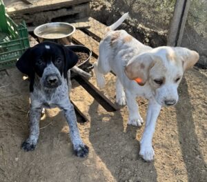 Milla – geb. ca. 03/2025 – reserviert