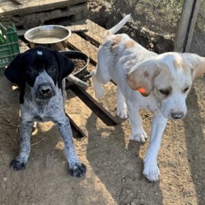 Milla – geb. ca. 03/2025 – reserviert