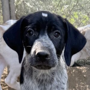 Milla – geb. ca. 03/2025 – reserviert