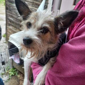 Nicola – geb. ca. 01/2023 – 53947 Nettersheim