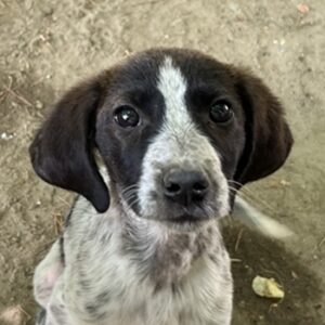 Babsi – geb. ca. 03/2025