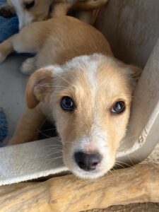 Tasha – geb. ca. 03/2025