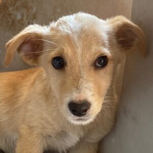Tasha – geb. ca. 03/2025