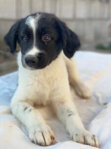 Anastasia – geb. ca. 05/2025