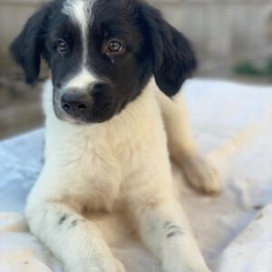 Anastasia – geb. ca. 05/2025