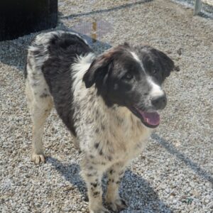 Anastasia – geb. ca. 05/2025