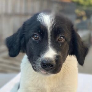 Anastasia – geb. ca. 05/2025