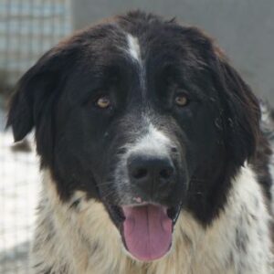 Anastasia – geb. ca. 05/2025